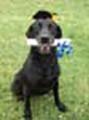 Payton graduates his young dog training